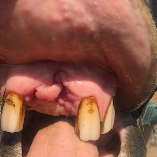 equine dentistry case study